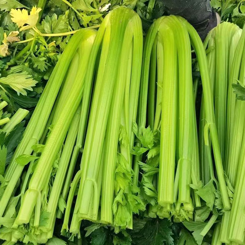 文图拉精品西芹种子抗逆性强抽苔晚实心纤维少叶柄黄绿色