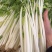 铁杆白实芹芹菜种子春秋耐热耐寒白西芹实心香脆芹菜蔬菜