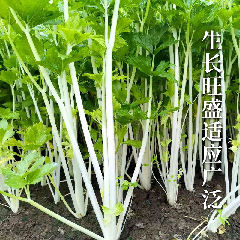 铁杆白实芹芹菜种子春秋耐热耐寒白西芹实心香脆芹菜蔬菜