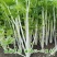 铁杆白实芹芹菜种子春秋耐热耐寒白西芹实心香脆芹菜蔬菜