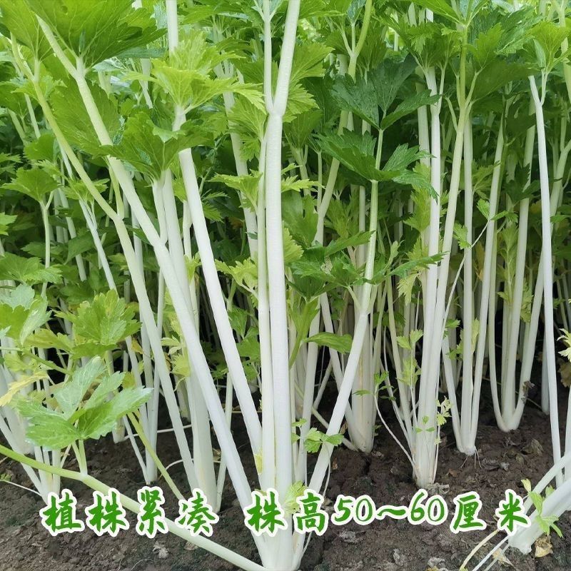 铁杆白实芹芹菜种子春秋耐热耐寒白西芹实心香脆芹菜蔬菜