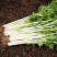 铁杆白实芹芹菜种子春秋耐热耐寒白西芹实心香脆芹菜蔬菜