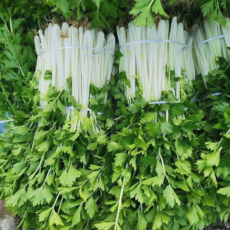 铁杆白实芹芹菜种子春秋耐热耐寒白西芹实心香脆芹菜蔬菜