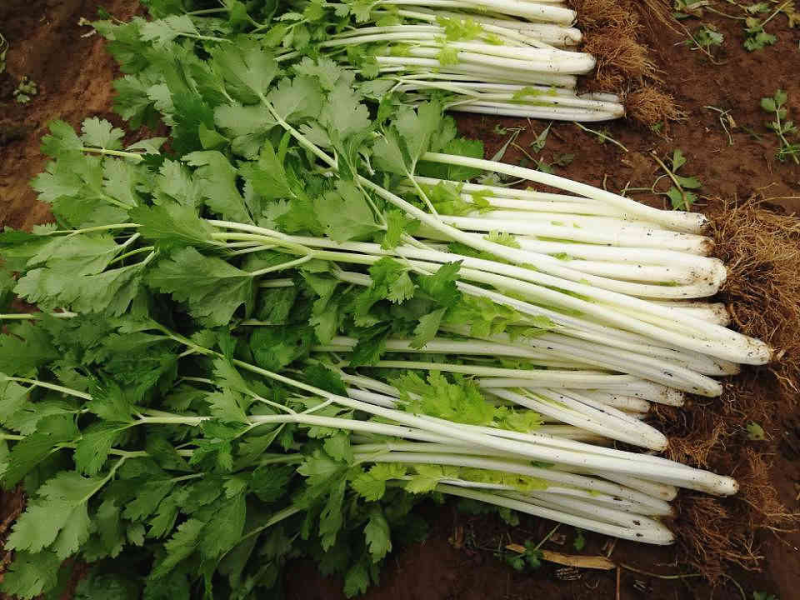 铁杆白实芹芹菜种子春秋耐热耐寒白西芹实心香脆芹菜蔬菜