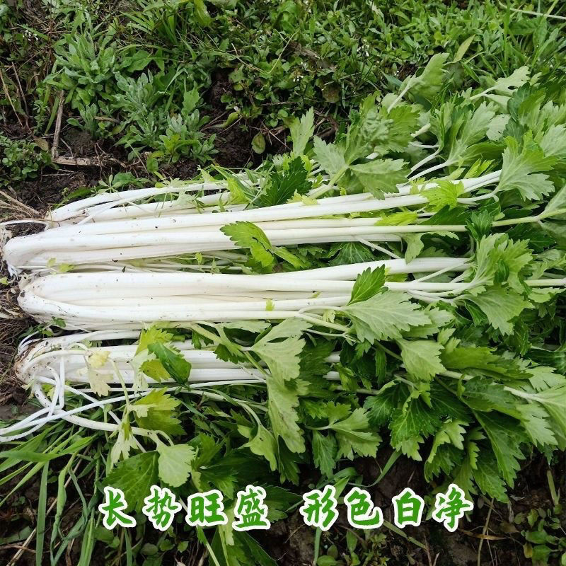 铁杆白实芹芹菜种子春秋耐热耐寒白西芹实心香脆芹菜蔬菜