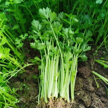 黄嫩小香芹芹菜种子杂交抗寒耐热抗病四季小香芹种籽