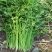 黄嫩小香芹芹菜种子杂交抗寒耐热抗病四季小香芹种籽