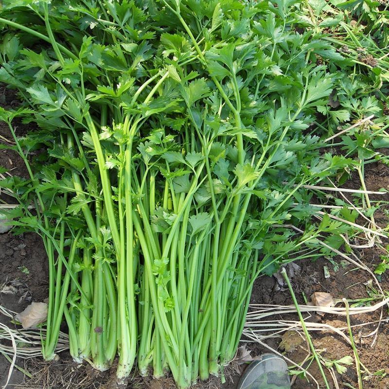 黄嫩小香芹芹菜种子杂交抗寒耐热抗病四季小香芹种籽