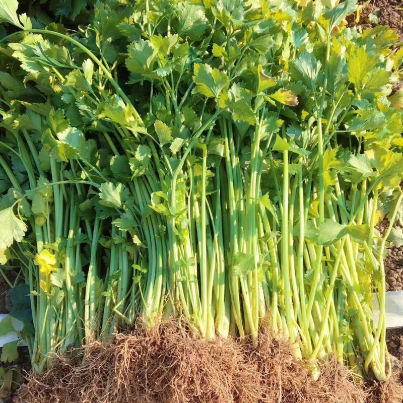 黄嫩小香芹芹菜种子杂交抗寒耐热抗病四季小香芹种籽