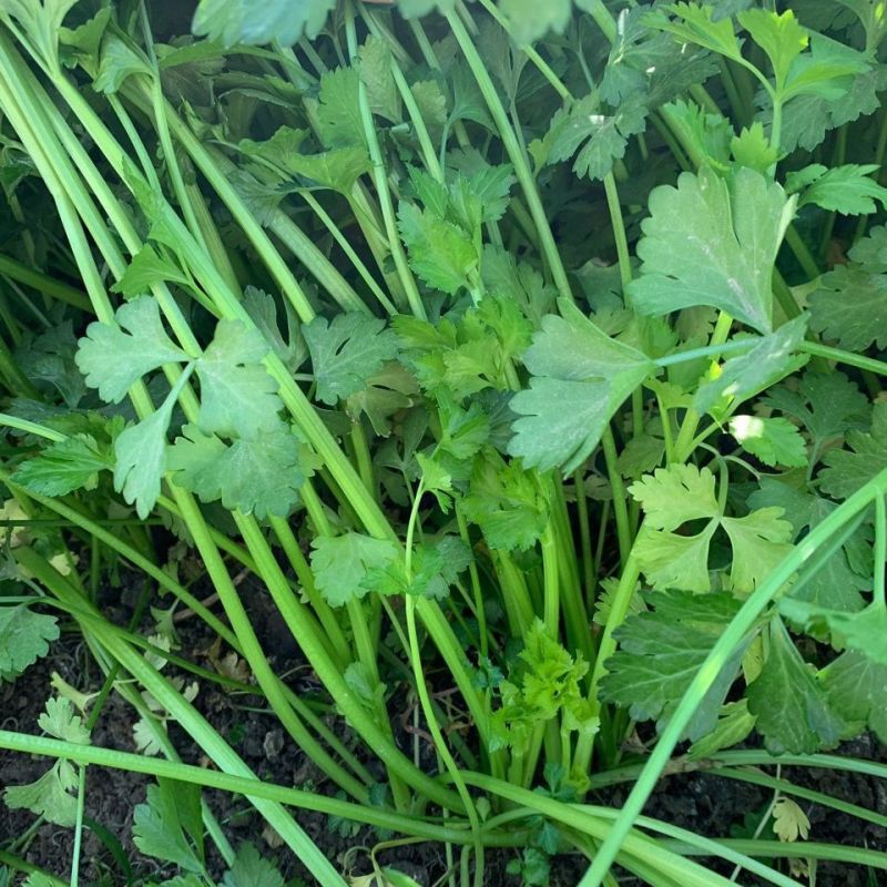 黄嫩小香芹芹菜种子杂交抗寒耐热抗病四季小香芹种籽
