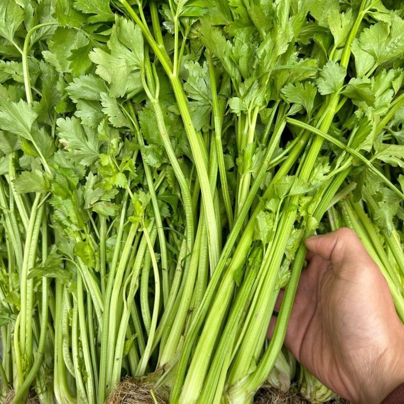 黄嫩小香芹芹菜种子杂交抗寒耐热抗病四季小香芹种籽