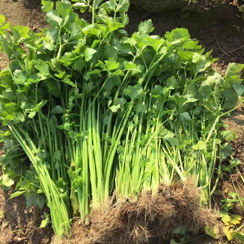黄嫩小香芹芹菜种子杂交抗寒耐热抗病四季小香芹种籽