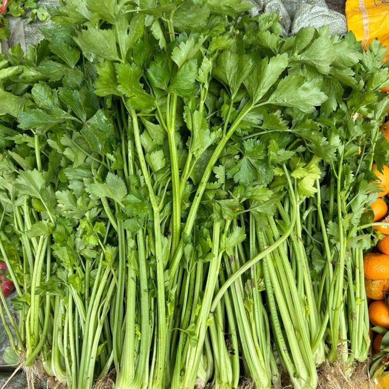 黄嫩小香芹芹菜种子杂交抗寒耐热抗病四季小香芹种籽
