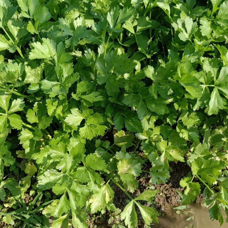 黄嫩小香芹芹菜种子杂交抗寒耐热抗病四季小香芹种籽