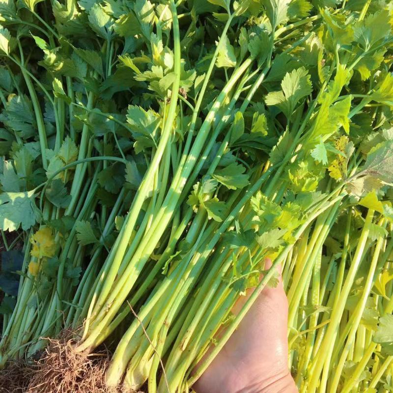 黄嫩小香芹芹菜种子杂交抗寒耐热抗病四季小香芹种籽
