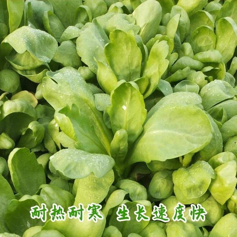 理想清香大板叶茼蒿种子味清甜叶鲜绿高产耐寒抗病农家