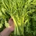 光杆茼蒿皇帝菜种子无纤维青菜叶菜耐寒多次采收春秋播蔬