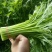 光杆茼蒿皇帝菜种子无纤维青菜叶菜耐寒多次采收春秋播蔬