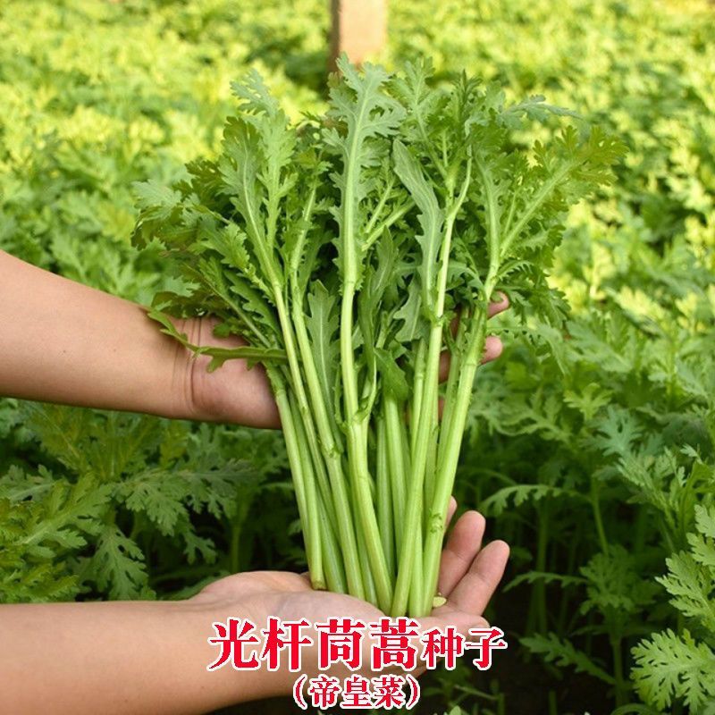 光杆茼蒿皇帝菜种子无纤维青菜叶菜耐寒多次采收春秋播蔬