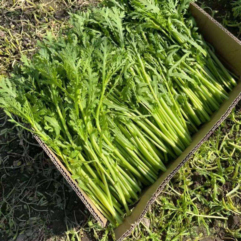 光杆茼蒿皇帝菜种子无纤维青菜叶菜耐寒多次采收春秋播蔬