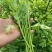 光杆茼蒿皇帝菜种子无纤维青菜叶菜耐寒多次采收春秋播蔬