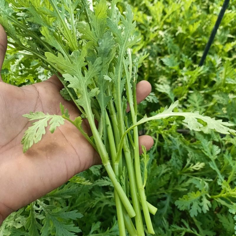 光杆茼蒿皇帝菜种子无纤维青菜叶菜耐寒多次采收春秋播蔬