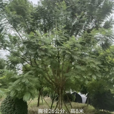 蓝花楹