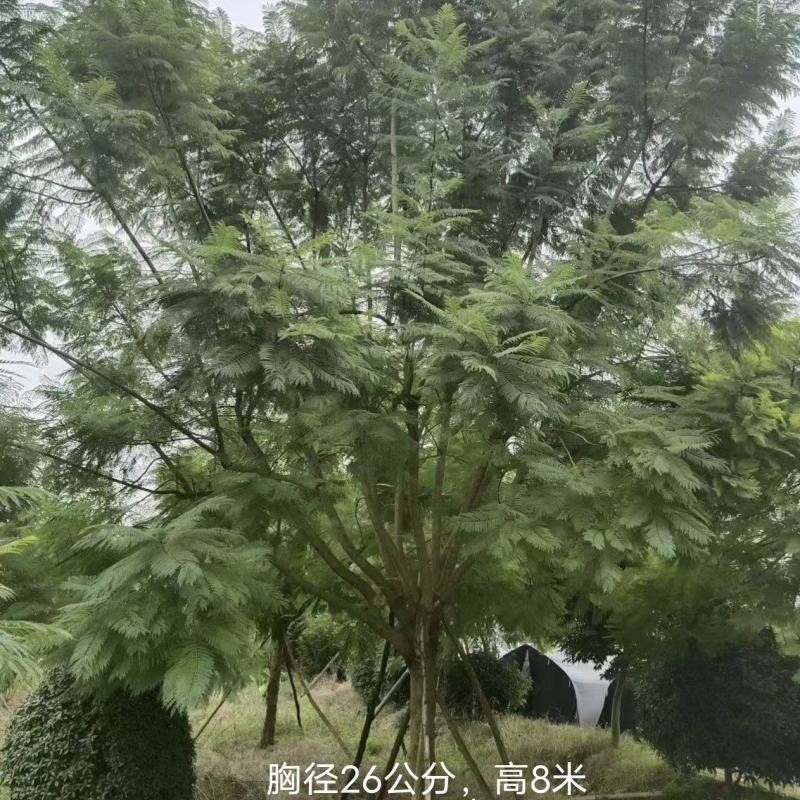 蓝花楹