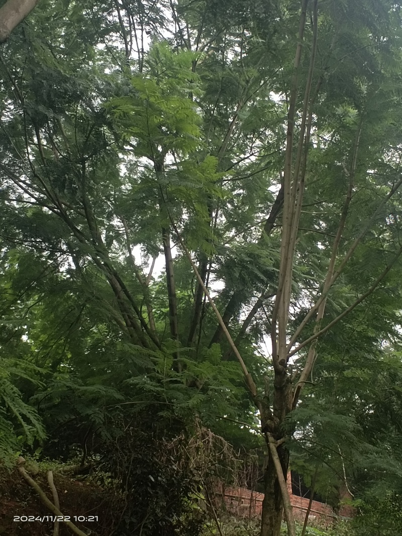 蓝花楹