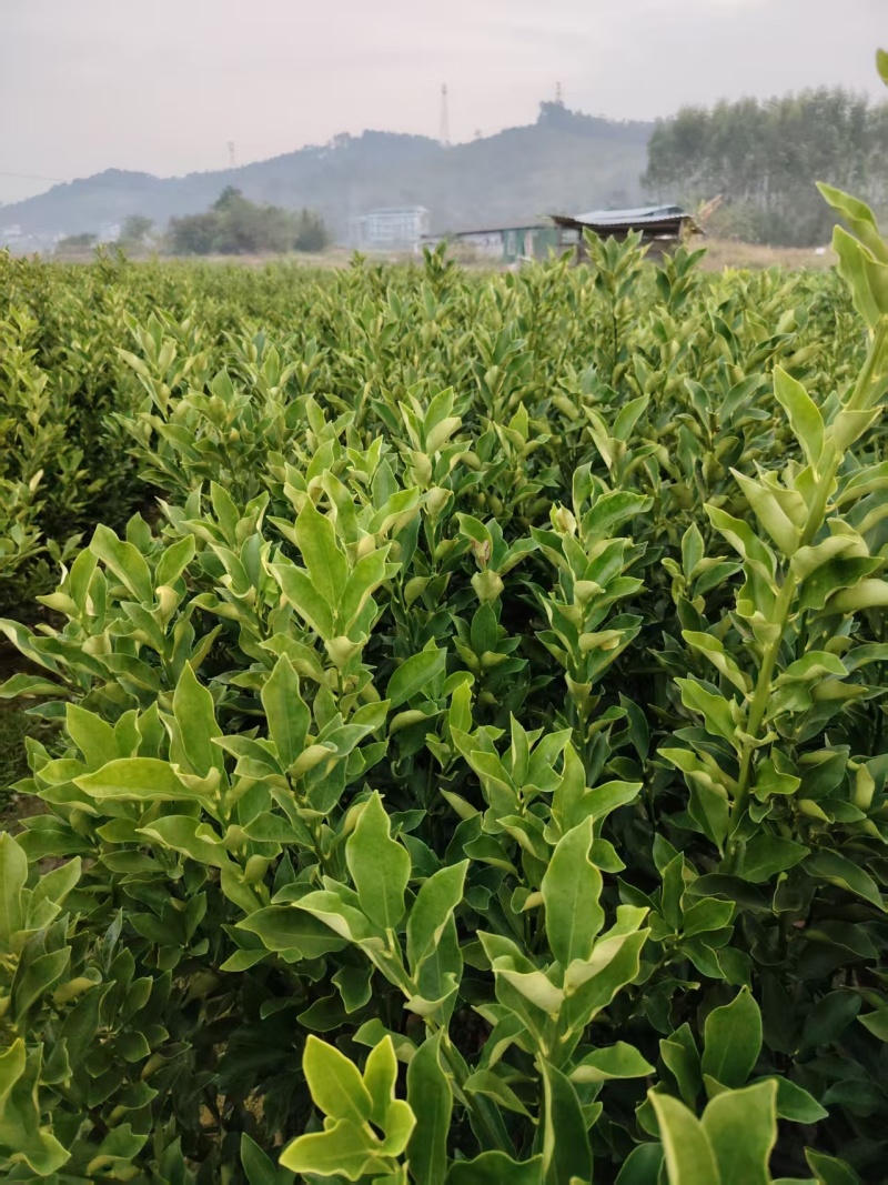 融安脆蜜金桔苗
