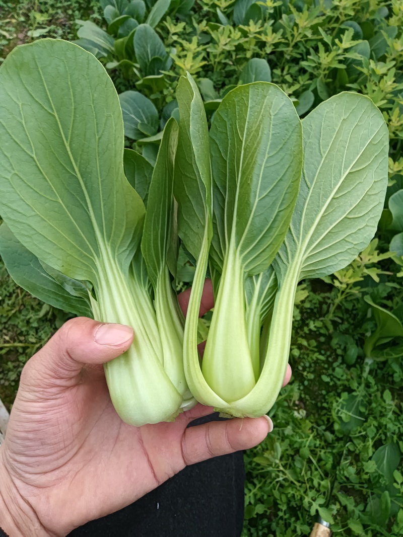 小油菜，上海青江苏南通蔬菜产地长年供应各种大型市场，超市