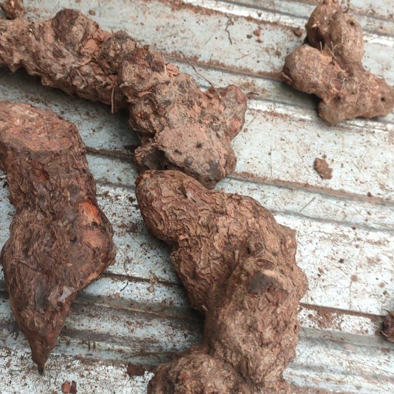 新鲜土茯苓，产地一手货源批发，可线下考察，欢迎来电咨询