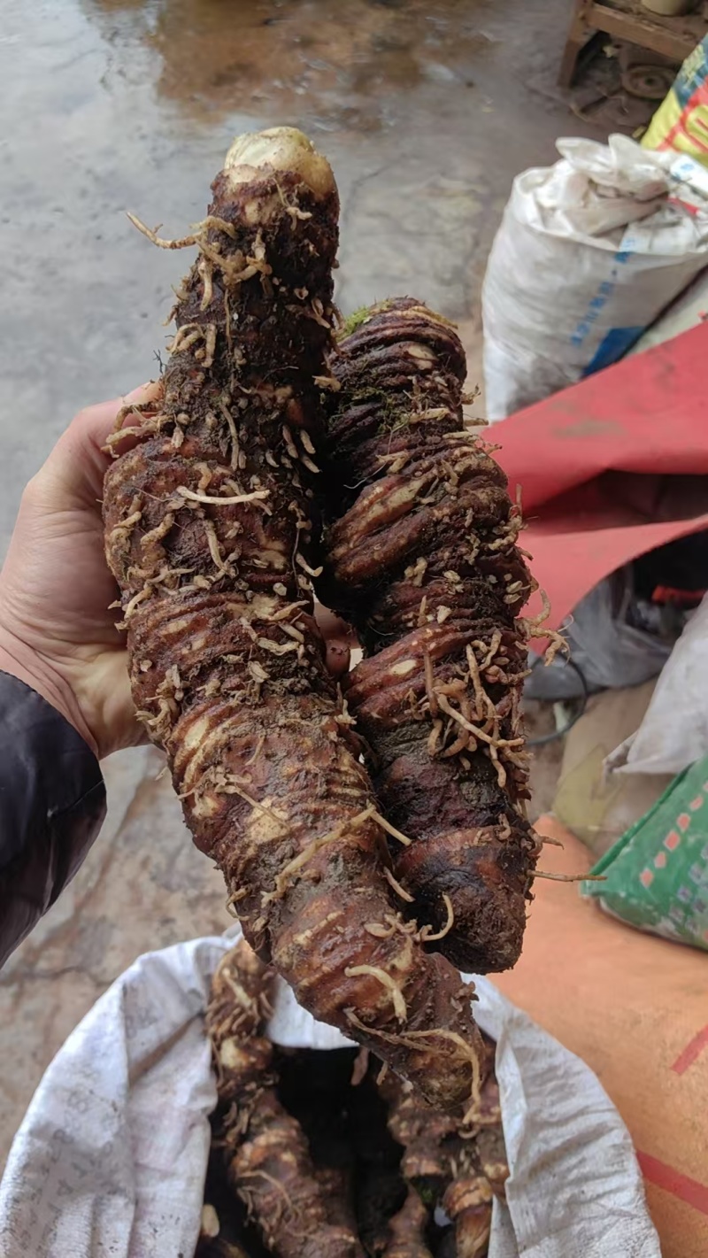 产地新鲜重楼，七叶一枝花