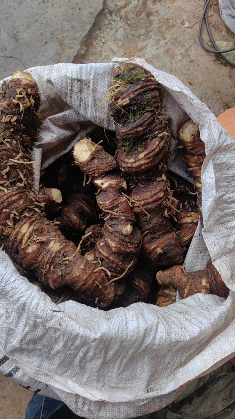产地新鲜重楼，七叶一枝花