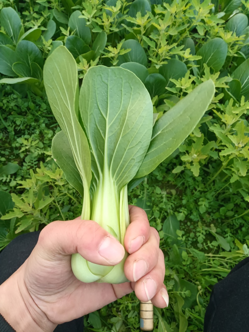 小油菜，上海青江苏南通蔬菜产地长年供应各种大型市场，超市
