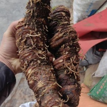 产地新鲜重楼，七叶一枝花