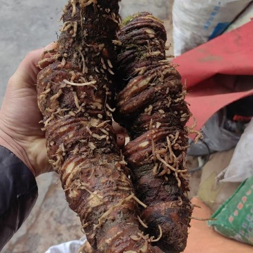 产地新鲜重楼，七叶一枝花