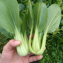 小油菜，上海青江苏南通蔬菜产地长年供应各种大型市场，超市