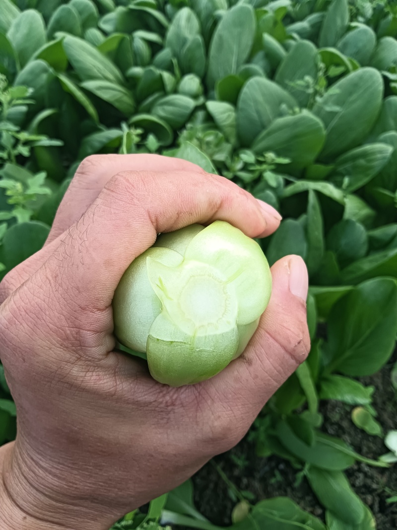 小油菜，上海青江苏南通蔬菜产地长年供应各种大型市场，超市