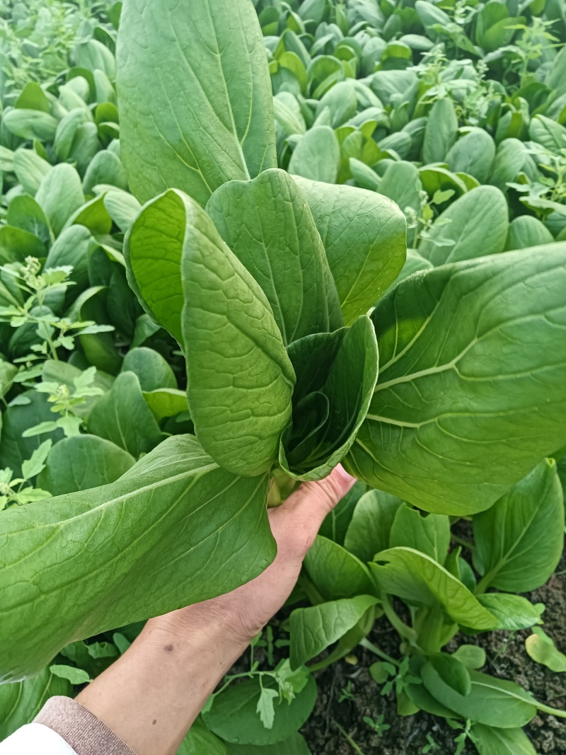小油菜，上海青江苏南通蔬菜产地长年供应各种大型市场，超市