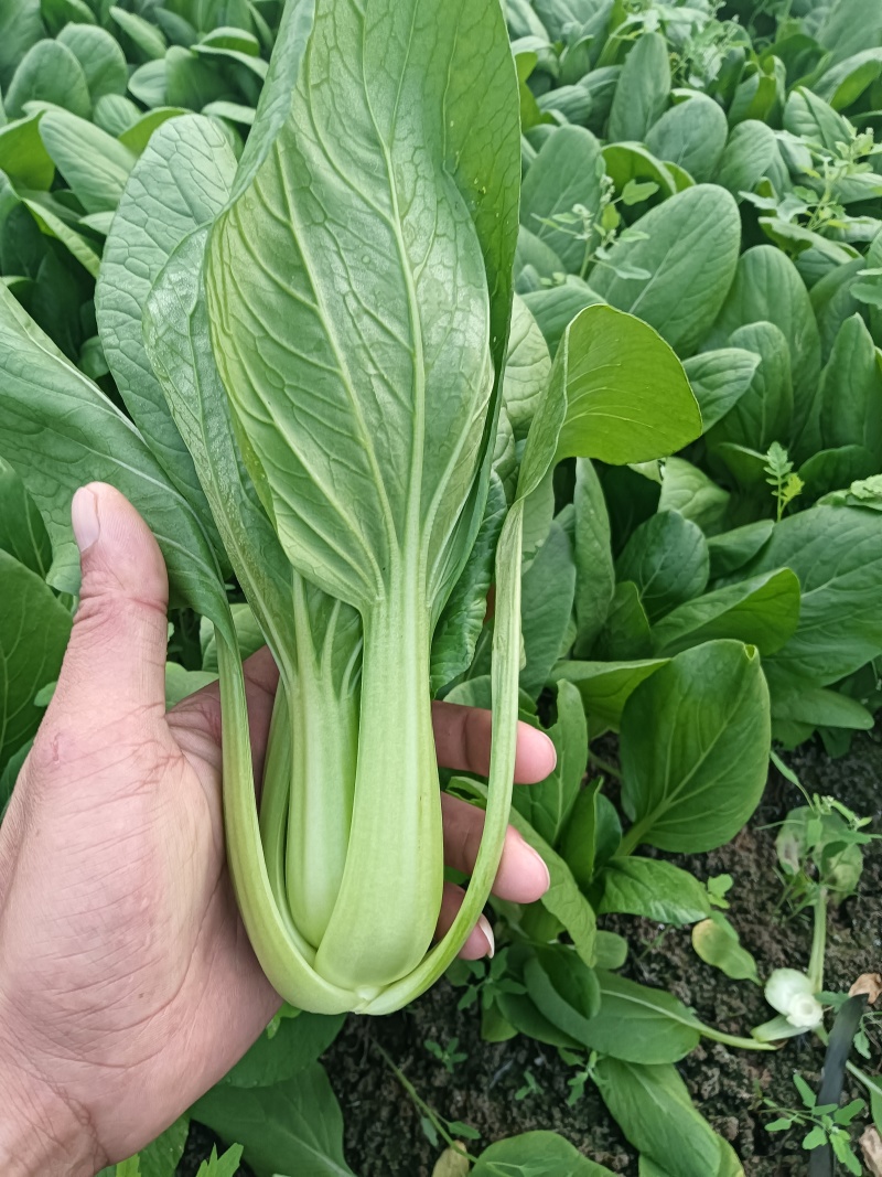 小油菜，上海青江苏南通蔬菜产地长年供应各种大型市场，超市