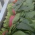 精品菠菜