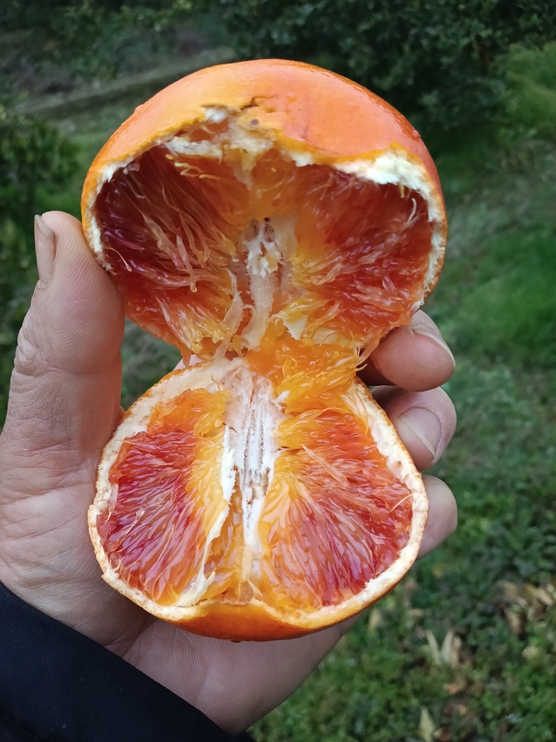 资中塔罗科血内外血丝甜度都没得说的！货比价！