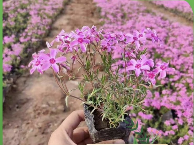 丛生福禄考芝樱基地发货价格便宜欢迎下单咨询全国发货