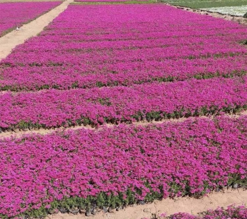 丛生福禄考芝樱基地发货价格便宜欢迎下单咨询全国发货