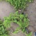 丛生福禄考芝樱基地发货价格便宜欢迎下单咨询全国发货
