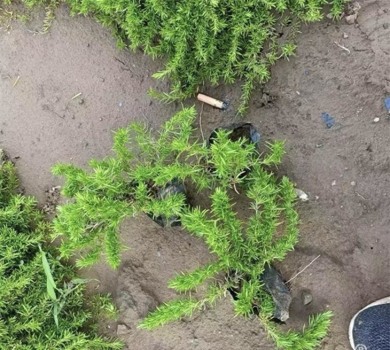 丛生福禄考芝樱基地发货价格便宜欢迎下单咨询全国发货