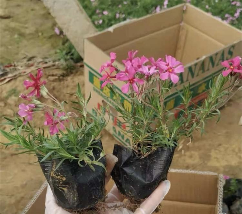 丛生福禄考芝樱基地发货价格便宜欢迎下单咨询全国发货