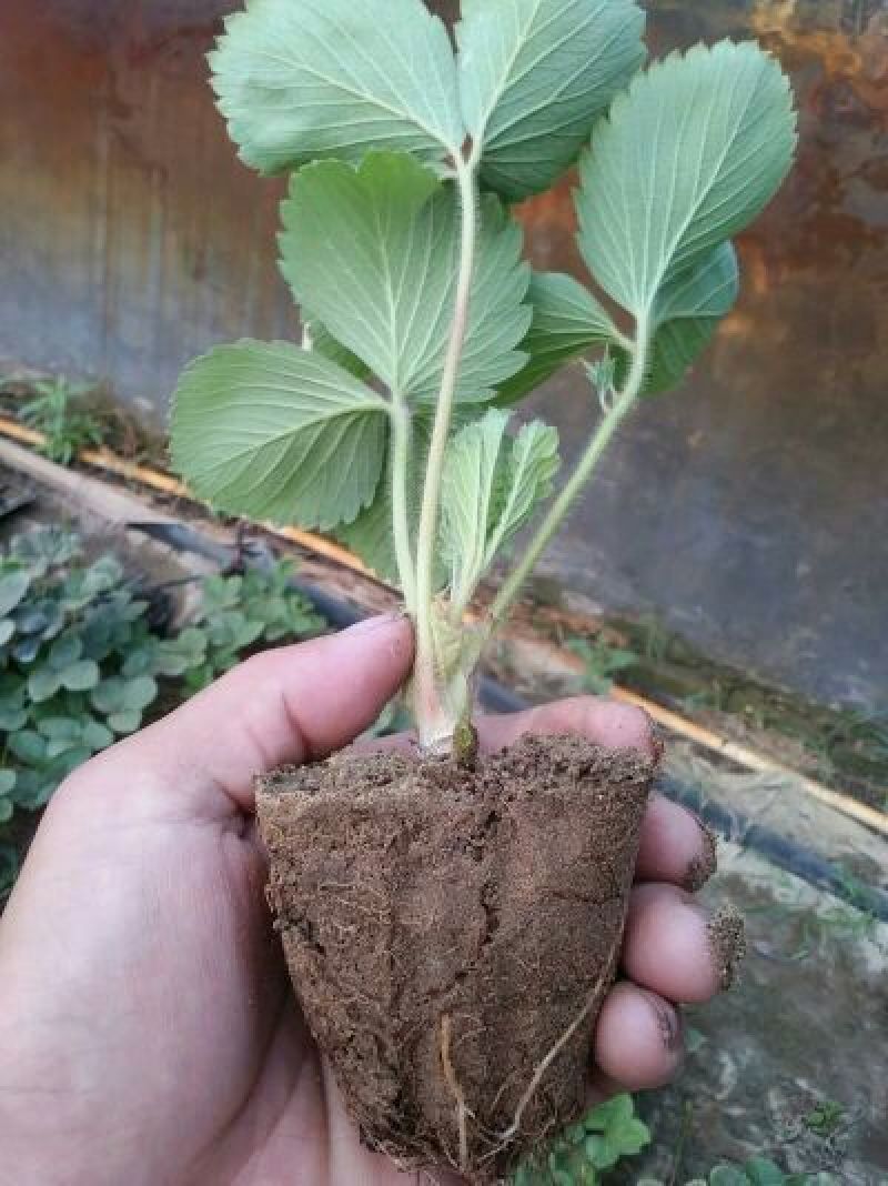 大量批发草莓苗大棚种植草莓苗草莓生产苗穴盘苗