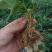 大量批发草莓苗大棚种植草莓苗草莓生产苗穴盘苗